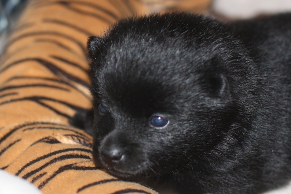 Schipperke Welpen