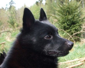 Balou