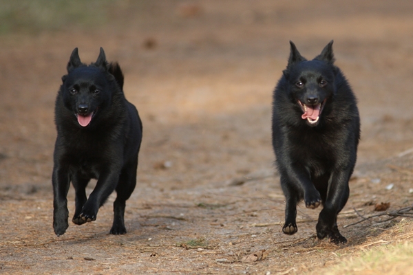 Unsere Schipperke
