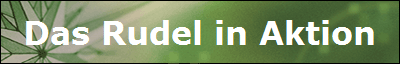 Das Rudel in Aktion