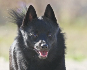 Unsere Hunde8
