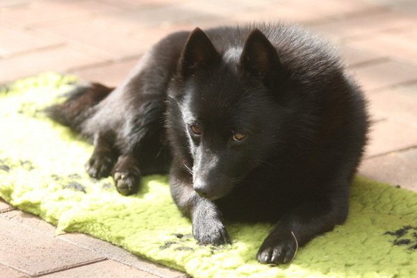 aika